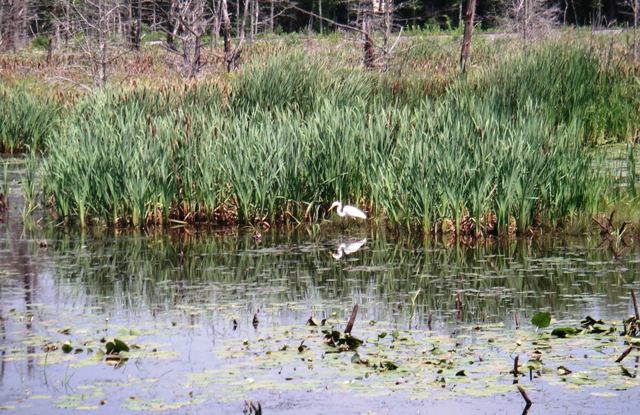 Great Egret on Norwottuck rail trail